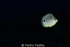 Four-eyed Butterflyfish, I use Martin Edge's inward light... by Pedro Padilla 